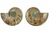 Cut & Polished, Agatized Ammonite Fossil - Madagascar #308161-1